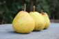 Preview: Birnenbaum, Herbstbirne "Gelbe Grieselbirne" - robuste Birnensorte!
